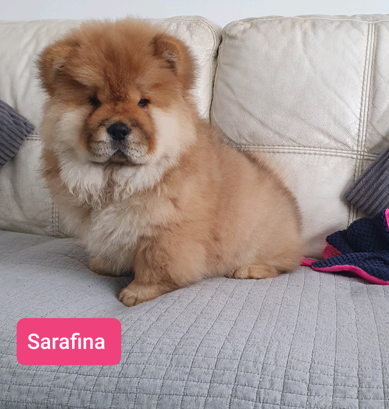 chow chow for sale gumtree